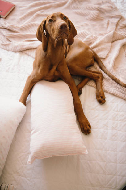 istock Beautiful dog lying on bed 1215640870
