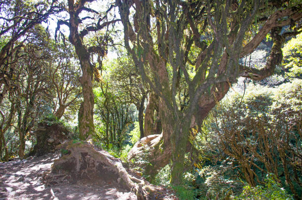 istock Banyan tree beautiful in the forest Nepal 1215642133