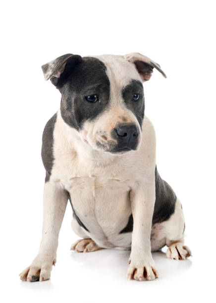istock staffordshire bull terrier 1215643556