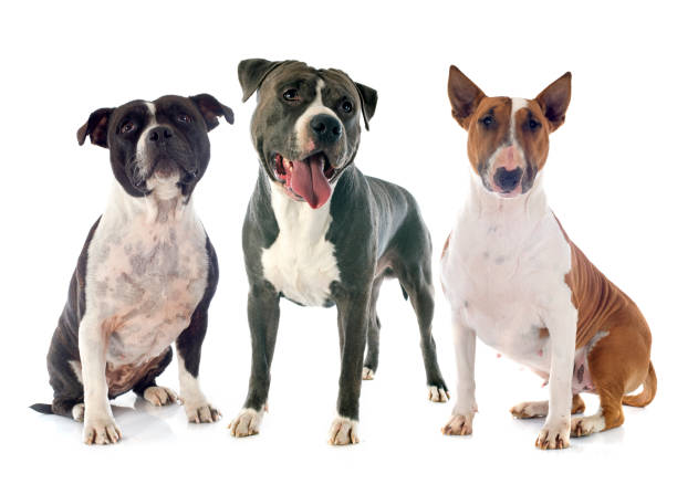istock amstaff, bull terrier and staffie 1215644329