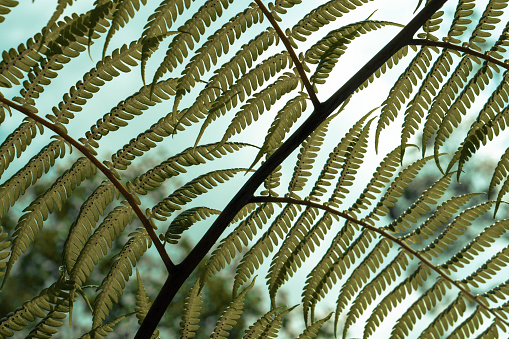 green fern   leaves spring nature  background