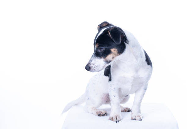 istock Brown, black and white Jack Russell Terrier posing in a studio, looking to the leftt, isolated on a white background, a lot of copy space 1215644483