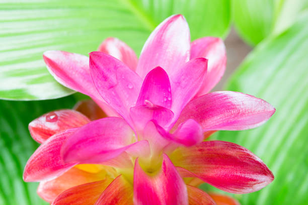 istock Close up Krachiew flower with green leaf blooming in the forest. 1215644739