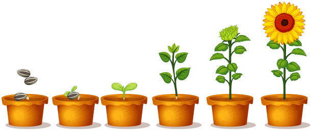 istock Many potted plants with seeds and sunflowers 1215644844