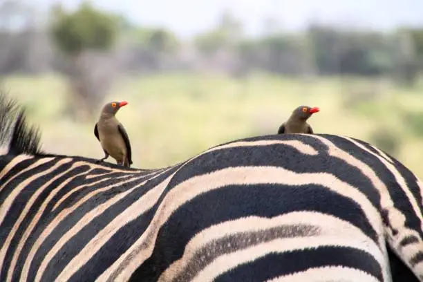 Red Billed Oxpeckers on the back of a Zebra having a meal of parasites, taken in the Dinokeng Game Park in South Africa.