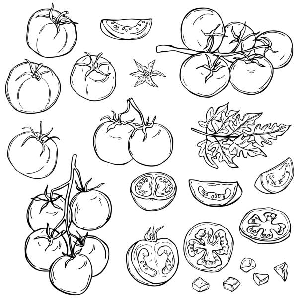Tomatoes. Vector sketch  illustration. Tomatoes. Hand drawn vegetables on white background.  Vector sketch  illustration. tomato stock illustrations