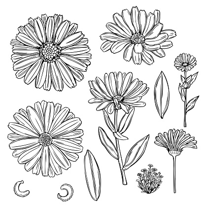 Hand drawn calendula. Medicinal herbs. Vector sketch  illustration.