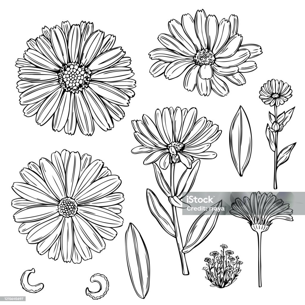 Calendula Calligraphy Hand Drawn Calendula Vector Illustration Stock Illustration - Download ...