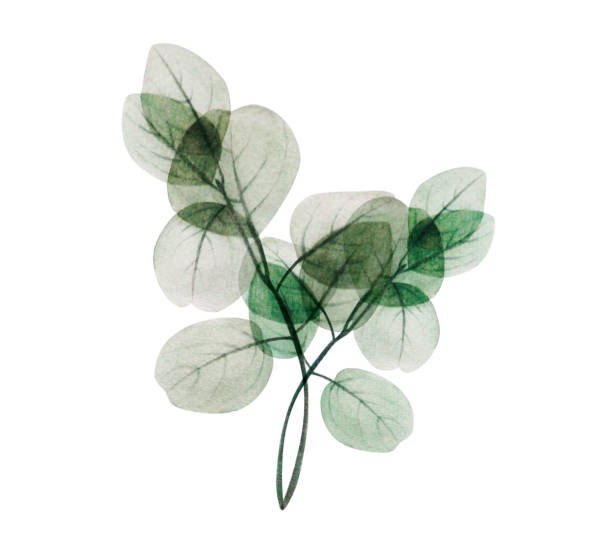 istock Watercolor floral eucalyptus leaf branch. Hand drawn spring and summer decorative illustration. 1215646165
