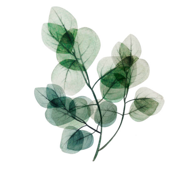 istock Watercolor floral eucalyptus leaf branch. Hand drawn spring and summer decorative illustration. 1215646311