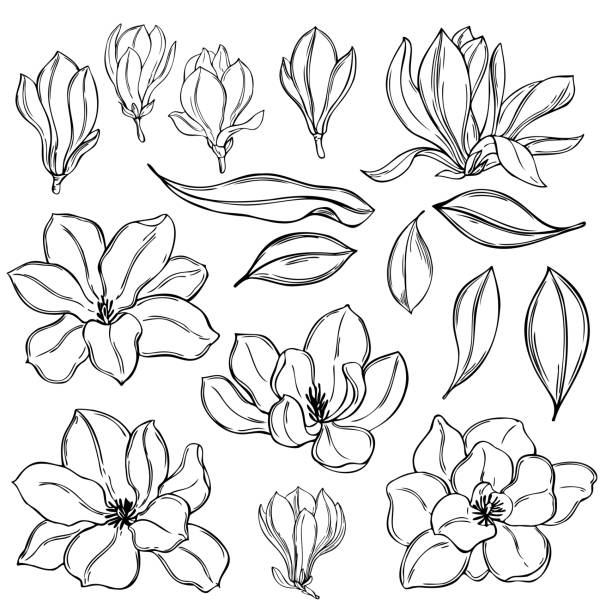 illustrations, cliparts, dessins animés et icônes de fleurs de magnolia dessinées à la main. illustration de croquis de vecteur. - temperate flower