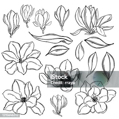istock Hand drawn magnolia flowers. Vector sketch  illustration. 1215646312