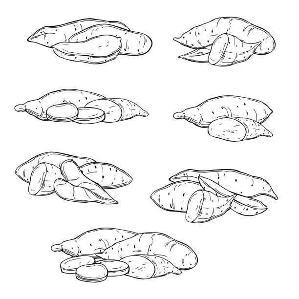 ręcznie rysowane słodkie ziemniaki. ilustracja szkicu wektorowego. - sweet potato stock illustrations