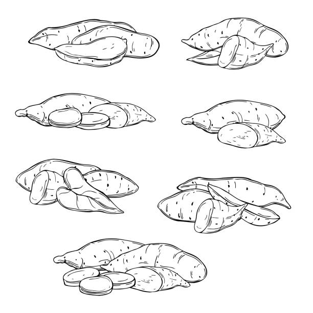 ручная нарисованная сладкая картошка. иллюстрация векторного эскиза. - 5905 stock illustrations