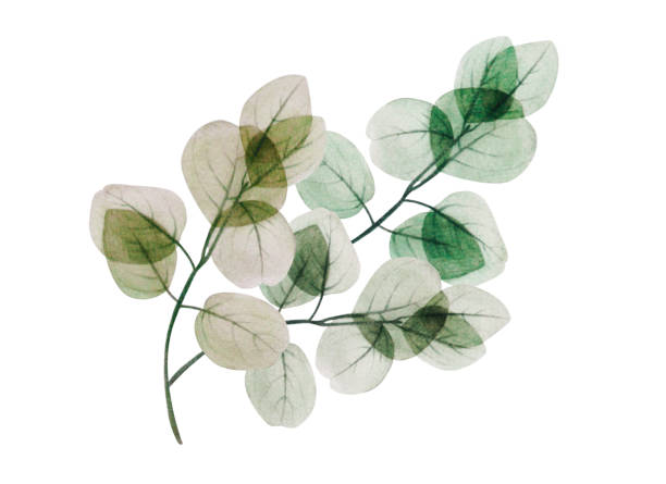 istock Watercolor floral eucalyptus leaf branch. Hand drawn spring and summer decorative illustration. 1215646553
