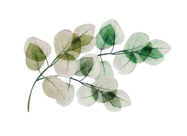 istock Watercolor floral eucalyptus leaf branch. Hand drawn spring and summer decorative illustration. 1215647107