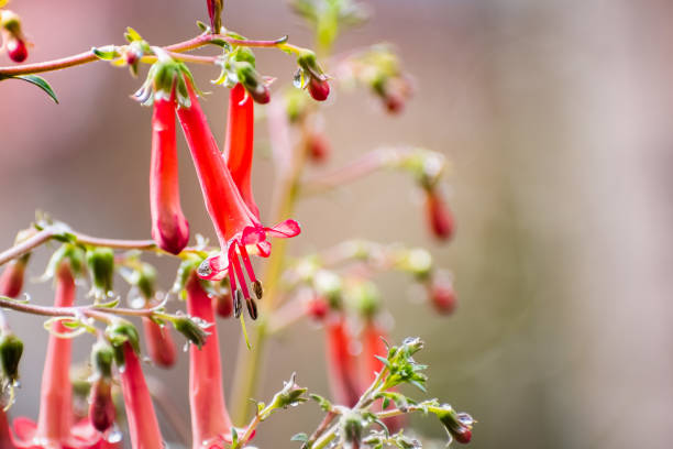 Close up of Cape fuchsia (Phygelius capensis) flowers Close up of Cape fuchsia (Phygelius capensis) flowers california fuchsia stock pictures, royalty-free photos & images