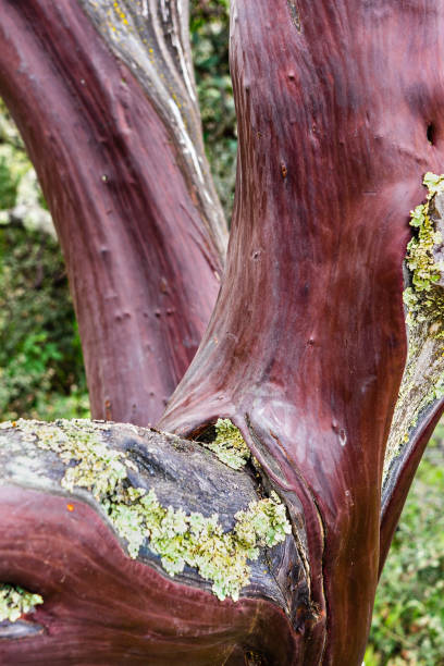 nahaufnahme der glatten roten rinde eines manzanita-baumstammes, kalifornien - bark textured close up tree stock-fotos und bilder