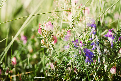 Beautiful wild flowers in a meadow
