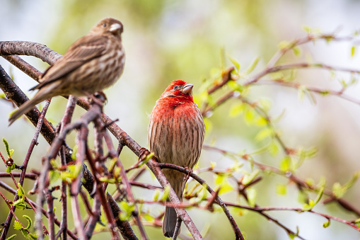 A pair of House Finches (Haemorhous mexicanus) perched on a tree branch; San Francisco Bay Area, California; blurred background