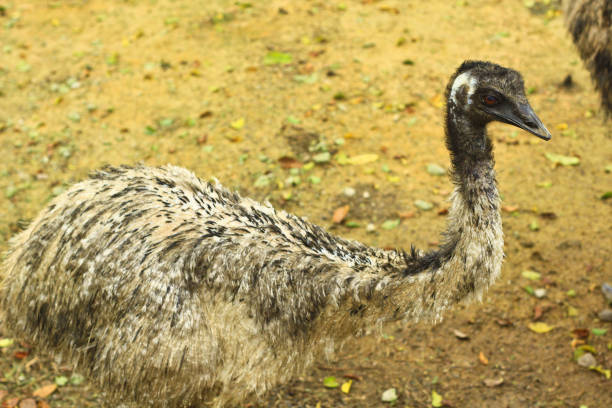 istock A close shot of an emu 1215652892