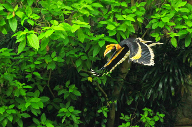 istock A panning shot of a hornbill 1215652916