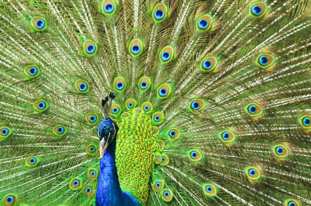 istock A shot of a peacock in garden 1215652942
