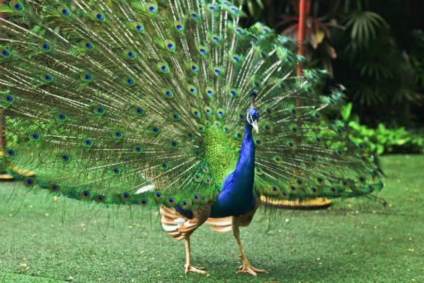 istock A shot of a peacock in garden 1215652963