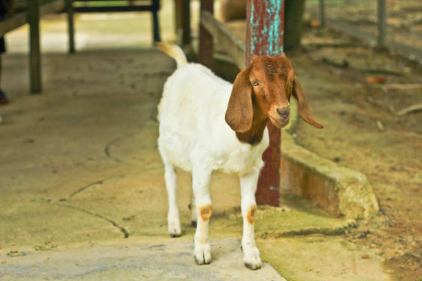istock A close up shot of a goat 1215652986