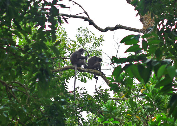 istock A shot of two monkeys from afar 1215652992