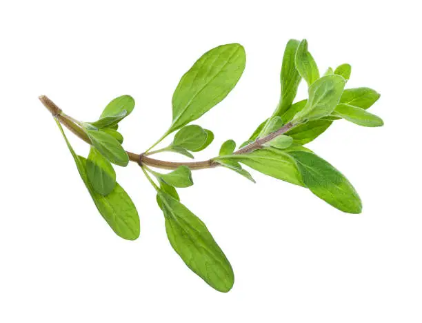 sprout of fresh marjoram (Origanum majorana) herb isolated on white background
