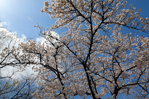 a beautiful scene with clouds and white cherry blossoms