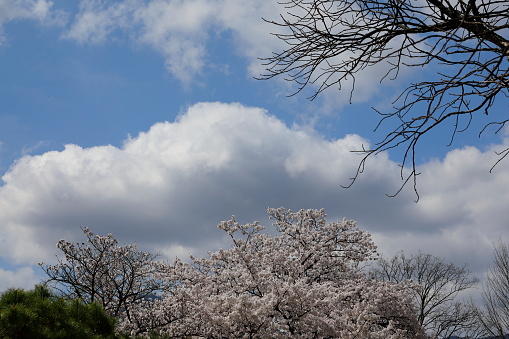 a beautiful scene with clouds and white cherry blossoms