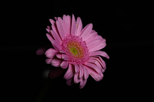 istock Pink Gerbera flower isolated 1215653969