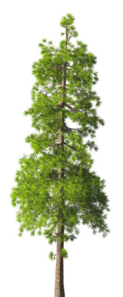 istock Evergreen tall coniferous pine tree on a white insulating background on high resolution. 3D stock illustration. 1215653980