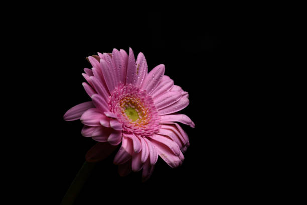 istock Pink Gerbera flower isolated 1215654359