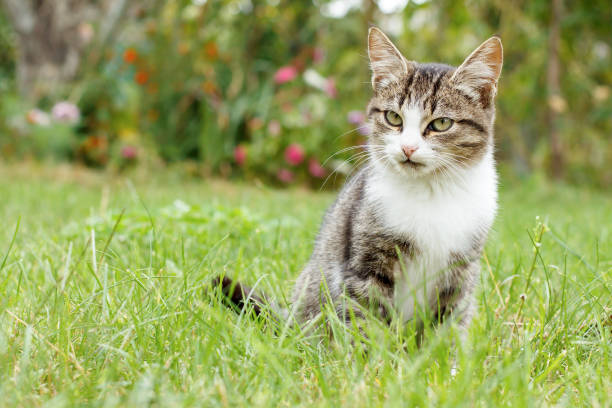 istock Gray and white tabby cat on green grass 1215655049