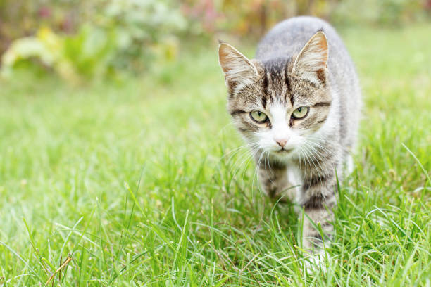 istock Gray and white tabby young kitten walking on green grass outdoor 1215655076