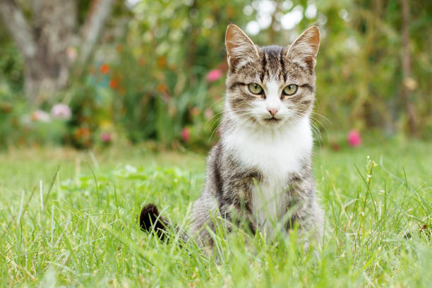 istock Gray and white tabby cat on green grass 1215655261