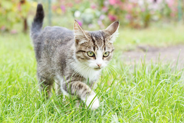 istock Gray and white tabby young kitten walking on green grass outdoor 1215655284