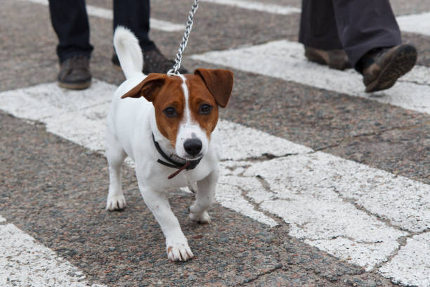 istock Funny Jack Russell Terrier with leash is walking next to his owner 1215657208