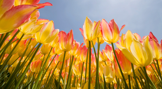 Low angle view of hybrid tulips in the Spring