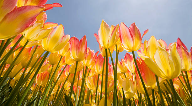 Equinócio da Primavera Flores de Primavera - fotografia de stock