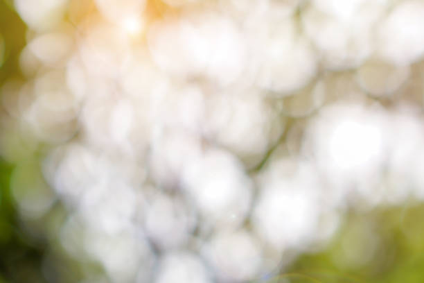 istock Green leaves with natural bokeh 1215658114