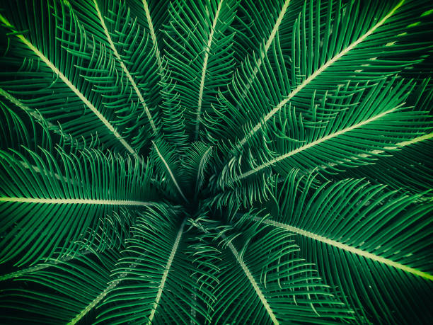 istock nature Green leaves 1215658245