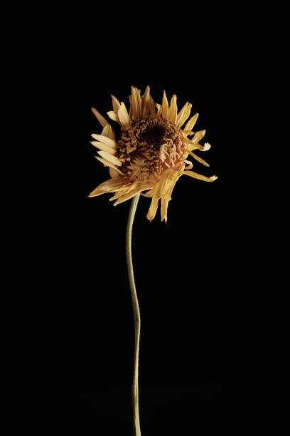 istock Withered flower. Withered flowers on black background. 1215658344