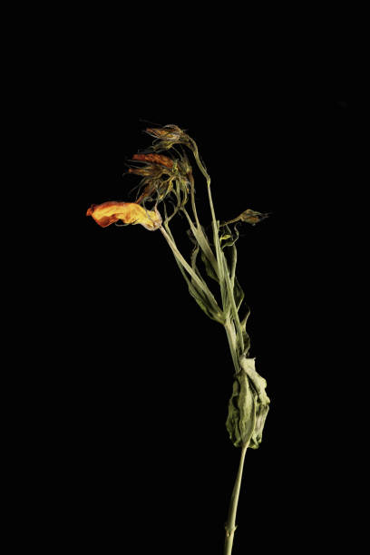 istock Withered flower. Withered flowers on black background. 1215658608