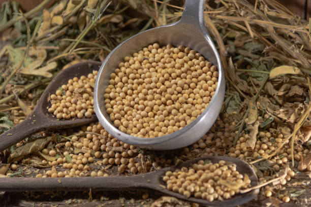 istock Soya beans in natura. Soy (glycine max) is an excellent source of several nutrients. 1215658648