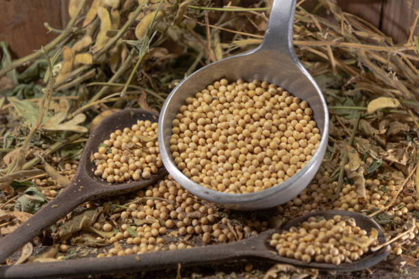 istock Soya beans in natura. Soy (glycine max) is an excellent source of several nutrients. 1215658649