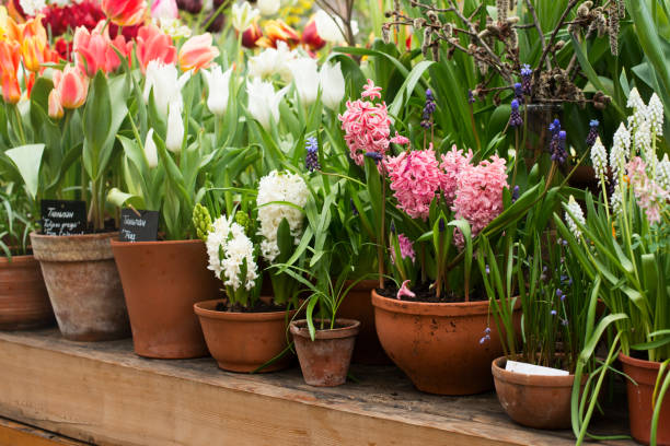 istock Group of spring flowers in a ceramic pots 1215659624